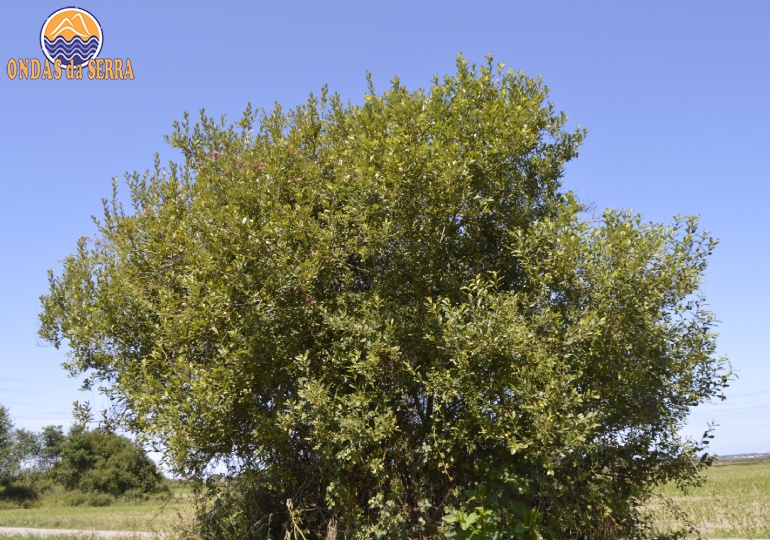 Salgueiro-negro - Pardilhó - Estarreja