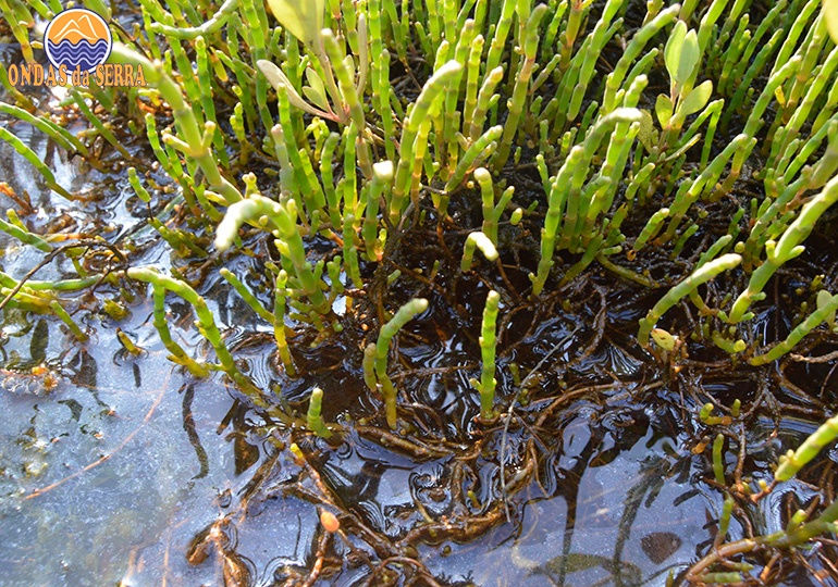 Salicórnia Ribeira do Mourão - Ria de Aveiro