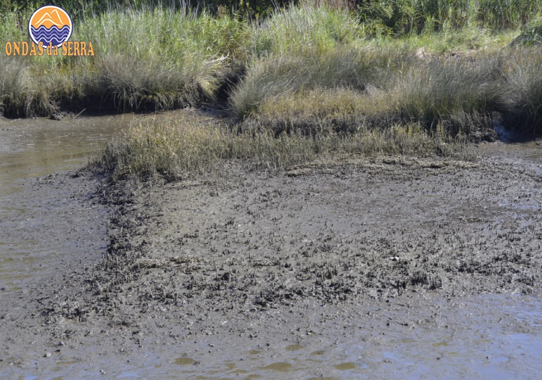 Sapal destruído pelas alterações climatéricas na Ribeira do Mourão - Ria de Aveiro - Avanca - Estarreja