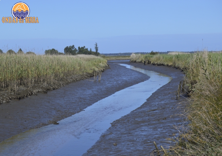 Sapal na Ribeira do Mourão - Ria de Aveiro