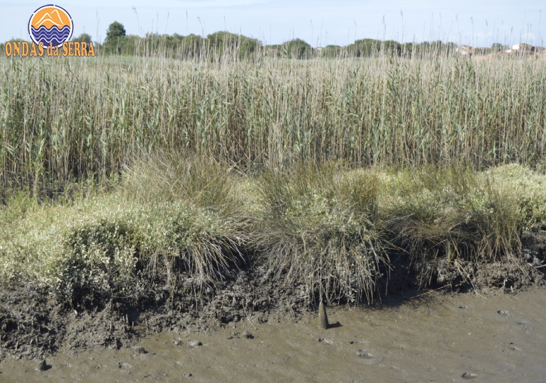 Sapal baixo, sapal médio e sapal alto, na maré baixa na Ribeira do Mourão - Ria de Aveiro - Avanca - Estarreja