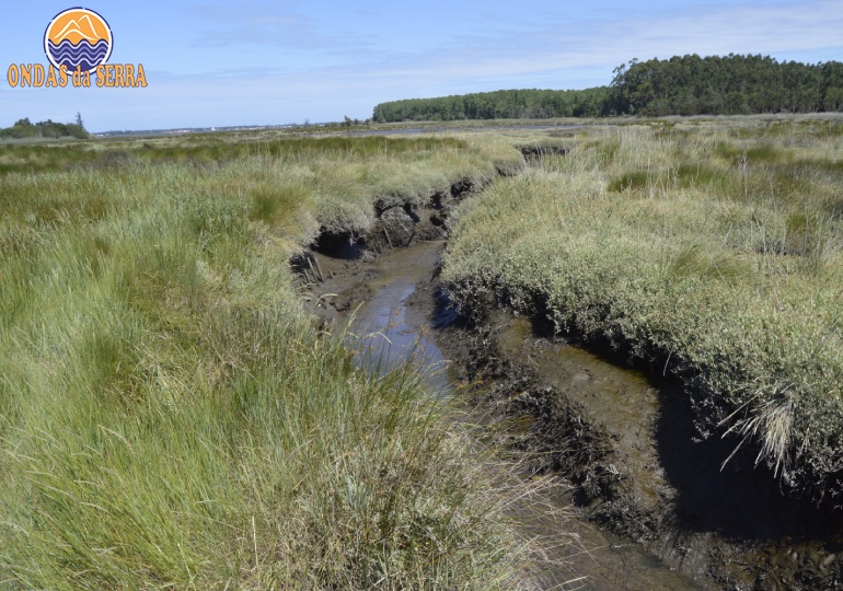 Spartina-maritima (lado esquerdo) e Gramata-branca (lado direito, na margem do canal) na Ribeira do Telhadouro - Ria de Aveiro - Pardilhó - Estarreja