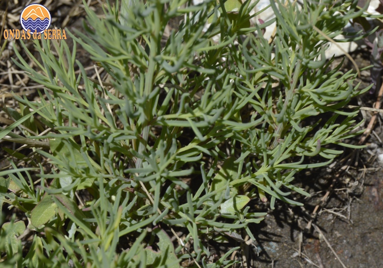 Valverde-Esbranquiçado - Suaeda albescens - Ribeira do Mourão - Ria de Aveiro - Avanca