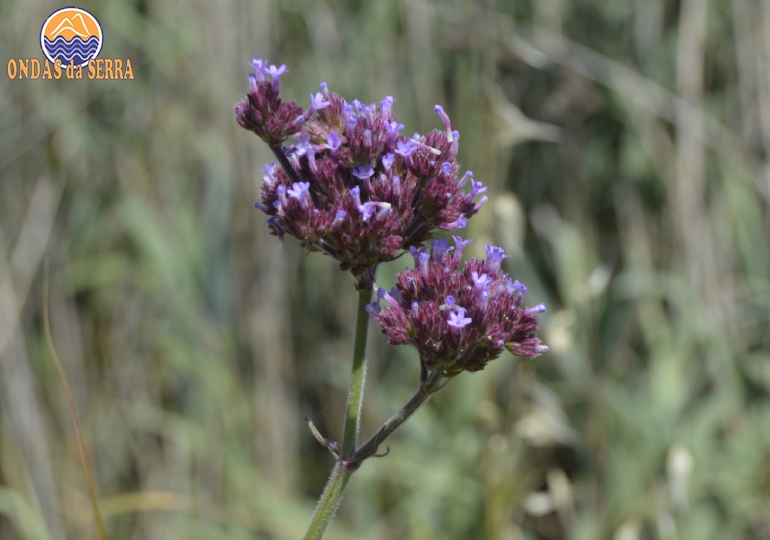 Verbena