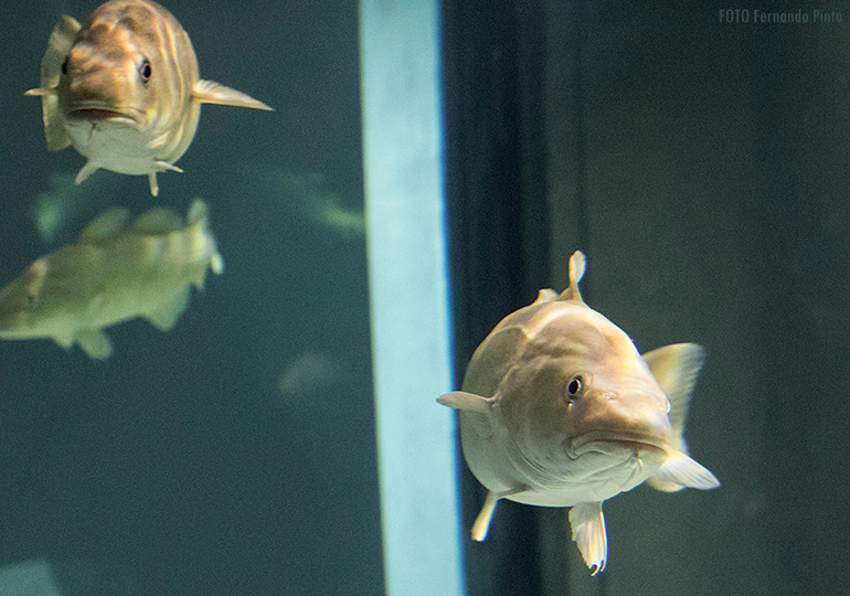Museu Marítimo de Ílhavo exibe Aquário dos Bacalhaus