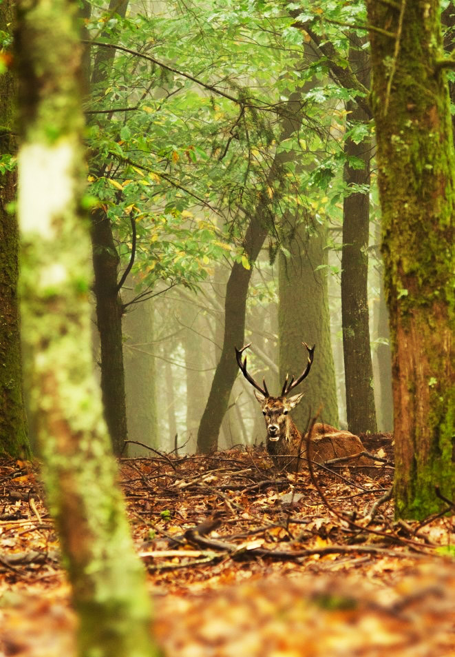 Veados na Serra da Lousã