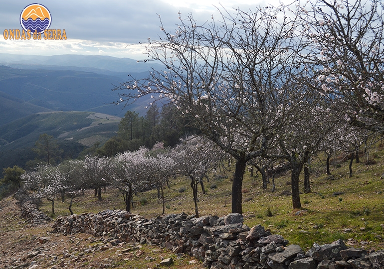 Rota das Amendoeiras em Flor em Torre de Moncorvo
