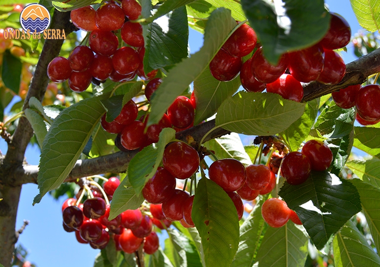Rota das Cerejas em São João de Fontoura com vista do Douro