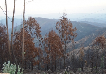 Florestas arder e eucaliptos a crescer
